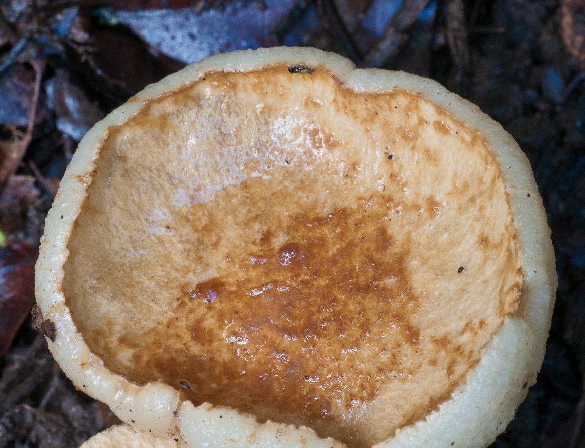 Gyroporus brunnescens image