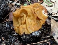 Gyromitra montana image