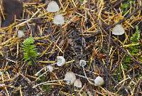 Mycena alcaliniformis image