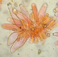 Inocybe ionocephala image