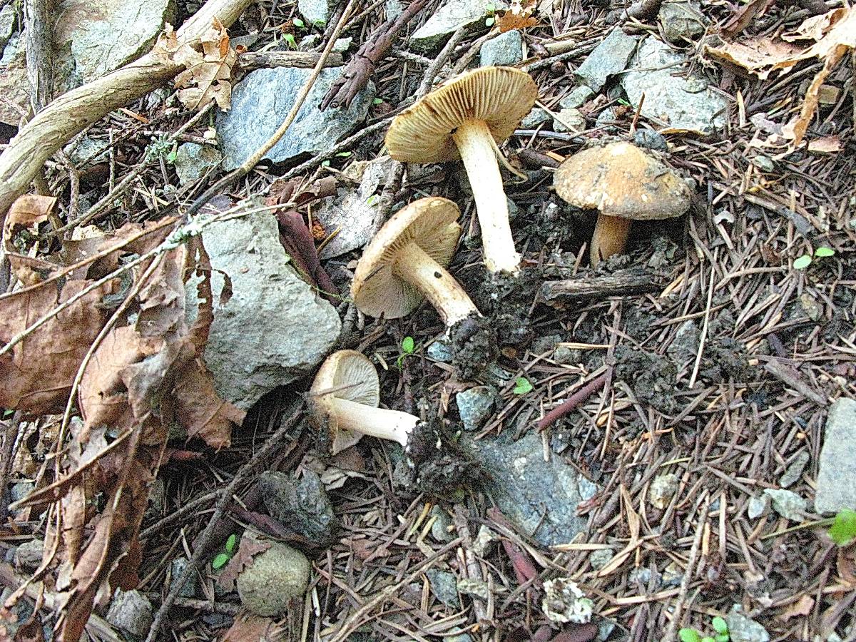 Inocybe leiocephala image