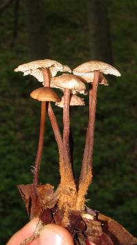 Gymnopus semihirtipes image