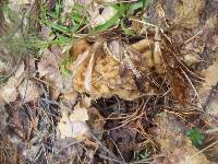 Gyromitra gigas image