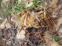 Gyromitra gigas image