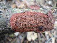 Phlebia radiata image