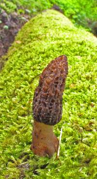 Morchella importuna image