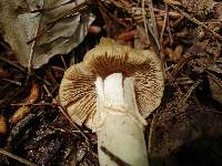 Cortinarius caperatus image