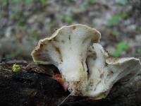 Polyporus craterellus image