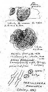 Trechispora mollusca image