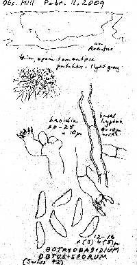 Botryobasidium obtusisporum image