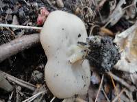 Gyromitra leucoxantha image