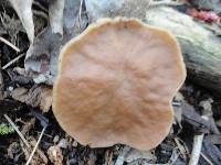 Gyromitra leucoxantha image