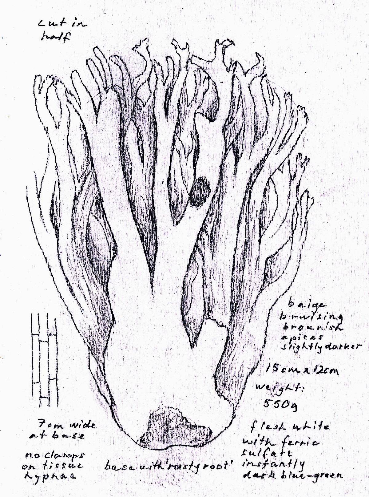 Ramaria velocimutans image