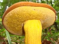 Boletus auripes image