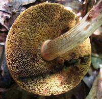 Boletus chrysenteron image