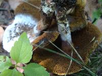 Boletus chrysenteron image