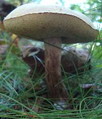 Boletus pallidus image