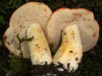 Tylopilus balloui image