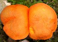 Tylopilus balloui image