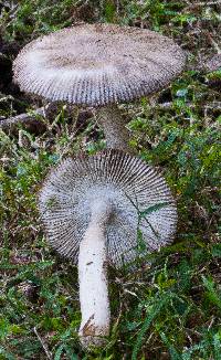 Amanita sect. Vaginatae image