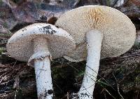 Amanita ochrophylla image