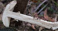 Amanita ochrophylla image