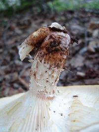 Neolentinus lepideus image