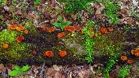 Xeromphalina tenuipes image
