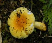 Russula flavida image