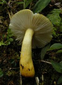 Russula flavida image