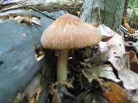 Psathyrella delineata image