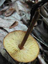 Xeromphalina tenuipes image