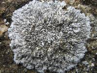 Physcia caesia image