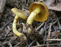 Cortinarius thiersii image