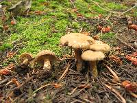 Inocybe dulcamara image