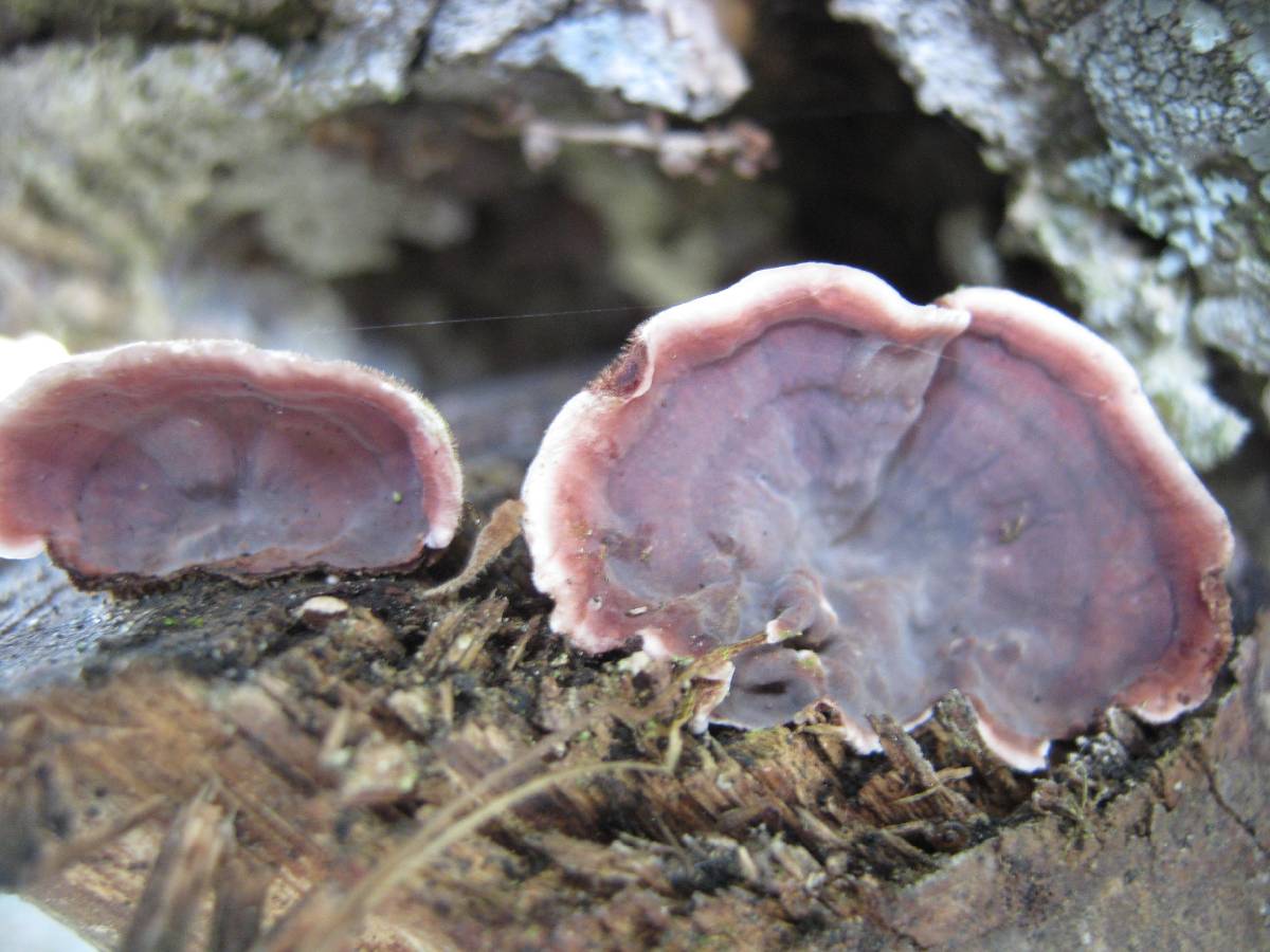 Xylobolus illudens image