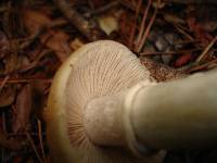 Cortinarius caperatus image