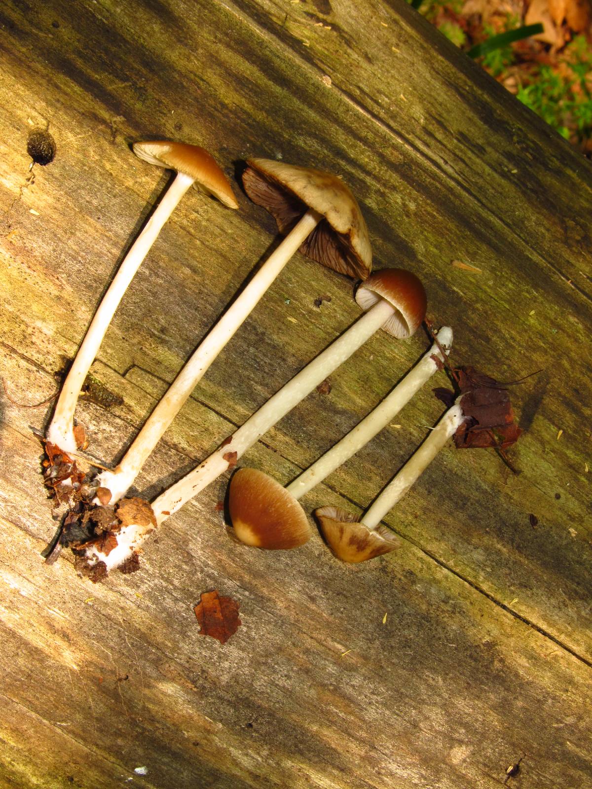 Psathyrella pseudovernalis image