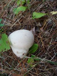 Calvatia cyathiformis image