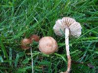 Marasmius oreades image