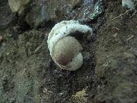 Megacollybia rodmani image