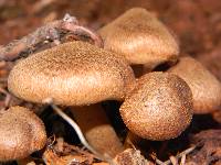 Inocybe lacera image