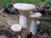 Pleurotus pulmonarius image