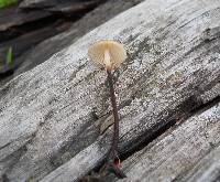 Rhizomarasmius pyrrhocephalus image