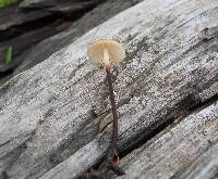 Rhizomarasmius pyrrhocephalus image