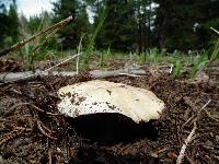 Agaricus albolutescens image