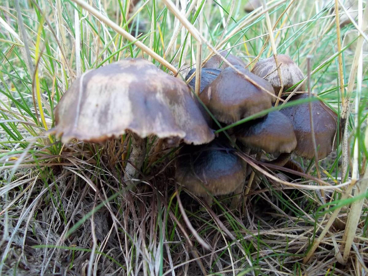 Psilocybe baeocystis image