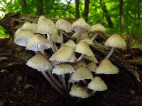 Mycena inclinata image