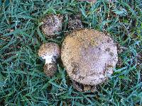 Agaricus silvaticus image