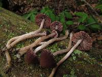 Psathyrella bipellis image